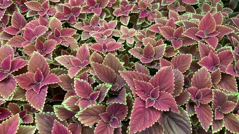 Slowly camera moving on top to down Blooming bush of Coleus foliage in garden Stock Footage 174628491
