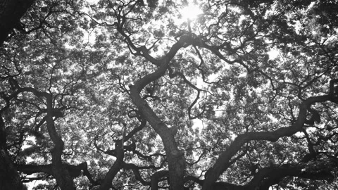 Slowly camera zoom in A tree branches and leaf covered sky with flare sunlight Stock Footage 198823062