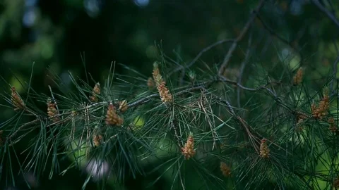 Slowly, close-up, a tree with long needles shakes the wind Stock Footage 91248922