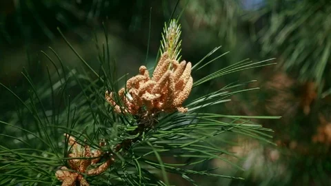 Slowly, close-up, a tree with long needles shakes the wind Stock Footage 91248924