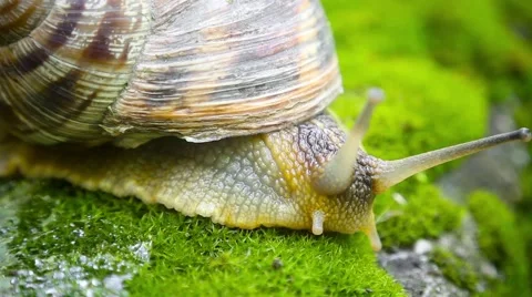 Slowly crawling snail on the moss Stock-Footage 64016779