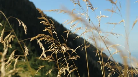 Slowly develops spikelets of the plant against a background of sky and clouds. Stock Footage 209947997