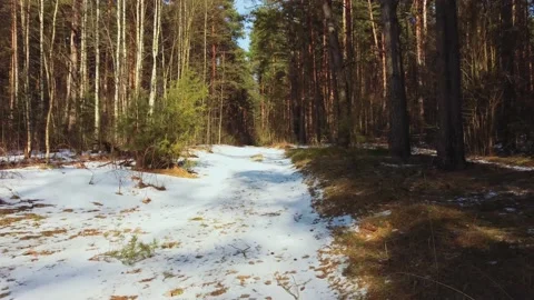 Slowly drone flight forward over a path in beautiful spring forest Stock Footage 151139642
