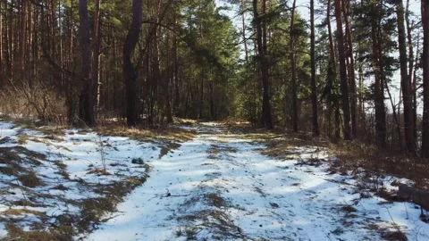 Slowly drone flight forward over a path in beautiful spring sunny forest Stock Footage 151139679
