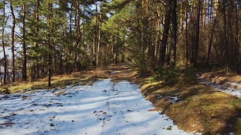 Slowly drone flight forward over a path in beautiful spring forest Stock Footage 151139716
