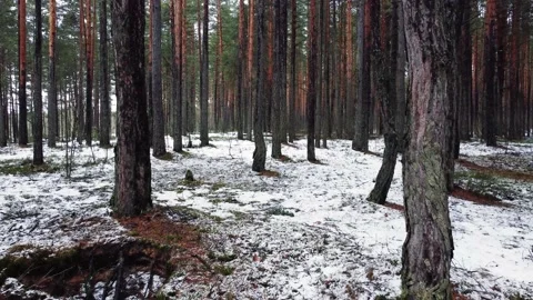 Slowly drone flight at low altitude through a beautiful spring pine forest Stock Footage 150974862