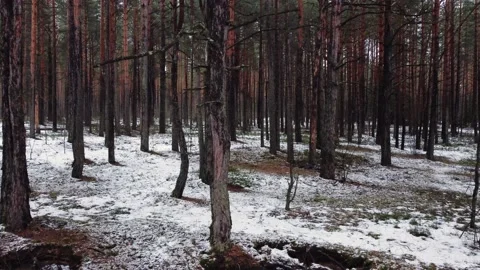 Slowly drone flight at low altitude through a beautiful spring pine forest Stock Footage 150974865