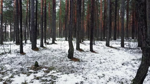 Slowly drone flight at low altitude through a beautiful spring pine forest Stock Footage 150974878
