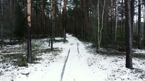 Slowly drone take off over a path in beautiful spring snowy forest Stock Footage 151139669