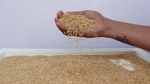 Slowly dropping brown rice from hand, Hand filled with brown rice Stockbeeldmateriaal 147690633