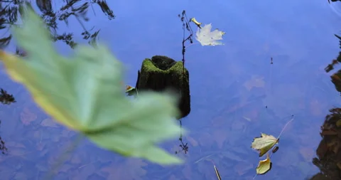 Slowly falling autumn leaf and piece of rotten wood sticks Video stock 252819331