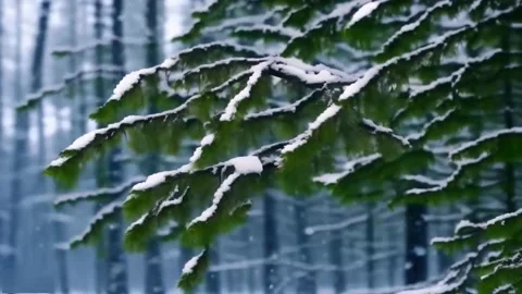 Slowly falling snow against the background of tree branches in the forest. .. Stock Footage 255897707