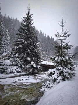Slowly falling snow on the background of a winter snowy landscape. Stock Photos