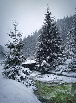 Slowly falling snow on the background of a winter snowy landscape. Stock Photos