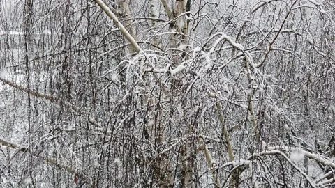 Slowly falling snow on bare tree branches in winter Video stock 151528499