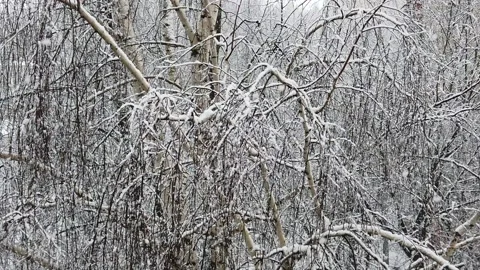Slowly falling snow on bare tree branches in winter. Slow motion Stock-Footage 151531832