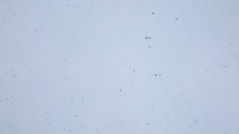 Slowly Falling Snow Flakes Against White Sky Видео 101699341
