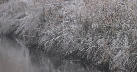 Slowly falling snow on the shore of a forest river, 4K slow motion Stock Footage 168376564