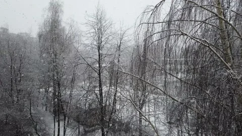 Slowly falling snow on tree branches in winter Video stock 151526516