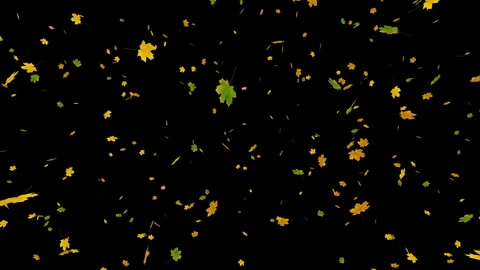 Slowly falling yellowed maple leaves on black background Stock Footage 254661038
