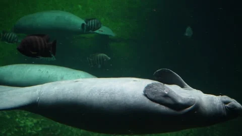 Slowly floating cute dugong common in the large aquarium close-up. Video stock 313744372