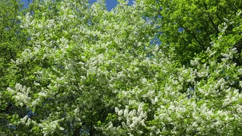 Slowly Floating Under The White Bird Cherry Vídeo Stock 276419523