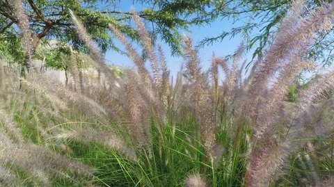 Slowly fluffy grass sliding Stock Footage 81143802