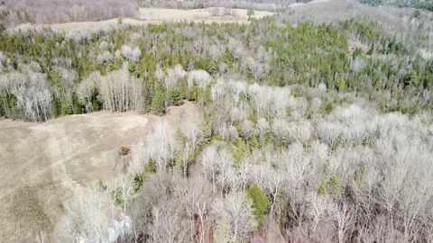 Slowly flying above a spring forest Stock Footage 158757054