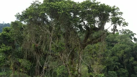 Slowly flying away from the tree crown of the last standing large tropical tree Stock Footage 142746336