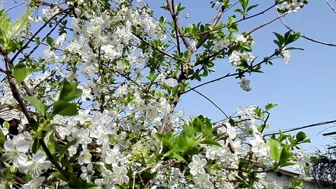 Slowly flying bee Stock Footage 74701254