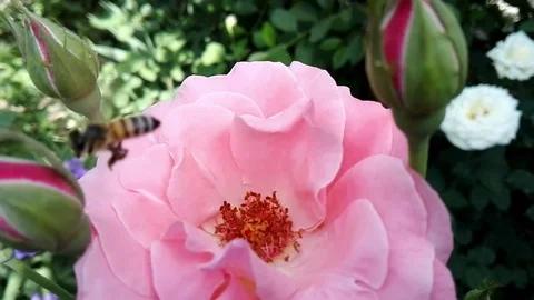 Slowly flying bee. Stock Footage 75950517