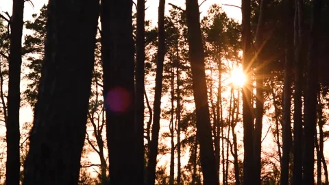 Slowly flying between trees in forest with sunset light. 库存影片 130441636
