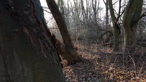 Slowly flying camera in the damaged forest Stock Footage 121467979
