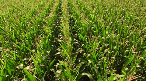 Slowly Flying Over Maize Cornfield 4K Stock Footage 66910695