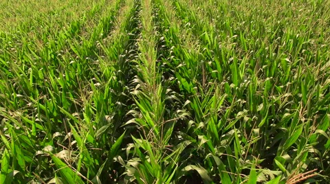 Slowly Flying Over Maize Cornfield Stock Footage 66926185