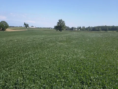 Slowly flying over soybean field Stock Footage 78156448