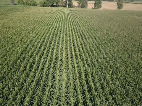 Slowly flying over a windy corn field Stock Footage 78156678