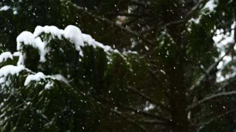 Slowly Flying Snow against the Background of Fir Trees in the Forest Stock Footage 169082326
