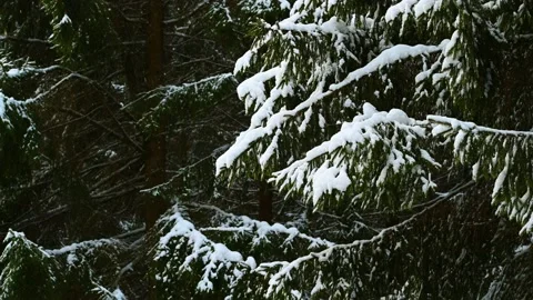 Slowly Flying Snow against the Background of Fir Trees in the Forest Stock Footage 169082387
