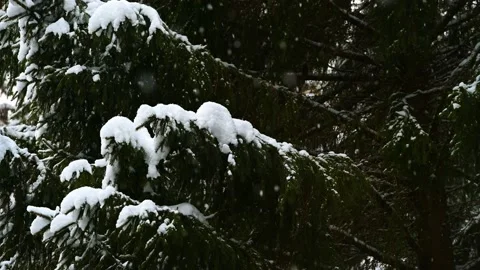 Slowly Flying Snow against the Background of Fir Trees in the Forest Stock Footage 169082389