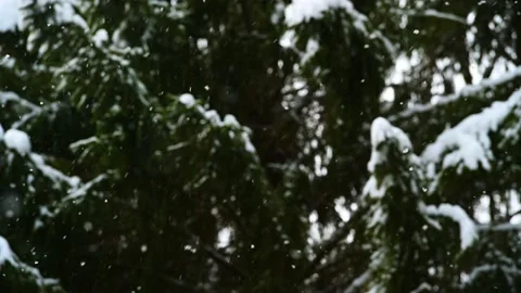 Slowly Flying Snow against the Background of Fir Trees in the Forest Stock Footage 169082397