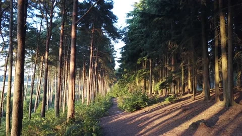 Slowly flying thought a pine tree forest Stock Footage 140799516