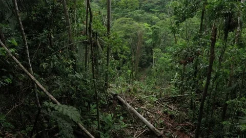Slowly flying through a piece of rainforest that has been destructed by logging Vidéo 142760830
