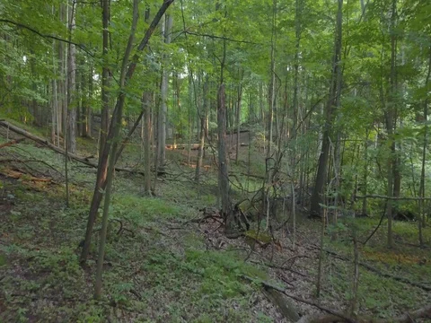 Slowly flying through woods Stock Footage 78156312