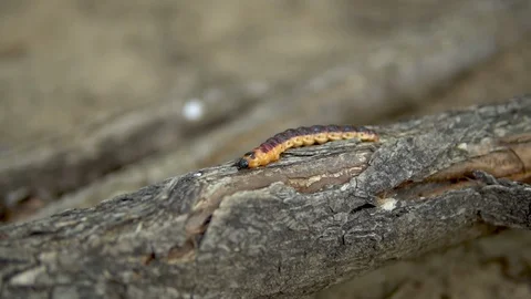 Slowly large caterpillar crawls on a tree branch Stock Footage 113638709