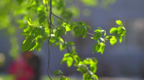 Slowly leaves waving in the wind Stock Footage 57722428