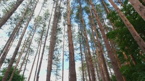 Slowly looking up under pine and fir trees forest. Pan up nderneath tall redw Stock Footage 221695369