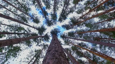 Slowly looking up under pine and fir trees forest. Pan up nderneath tall redw 動画素材 221695424