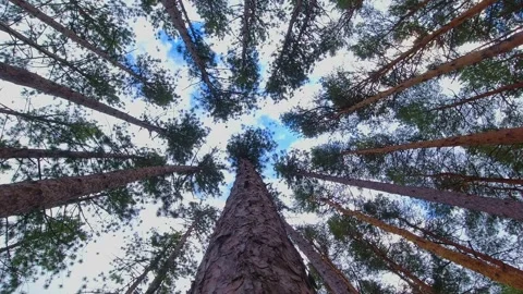 Slowly looking up under pine and fir trees forest. Pan up nderneath tall re.. Stock Footage 242790481