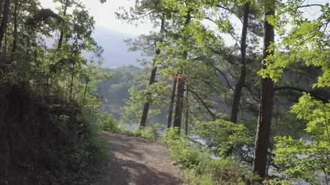 Slowly Move Along Hiking Path Through Trees Out To Lake With Sunlight Stock-Footage 148796169